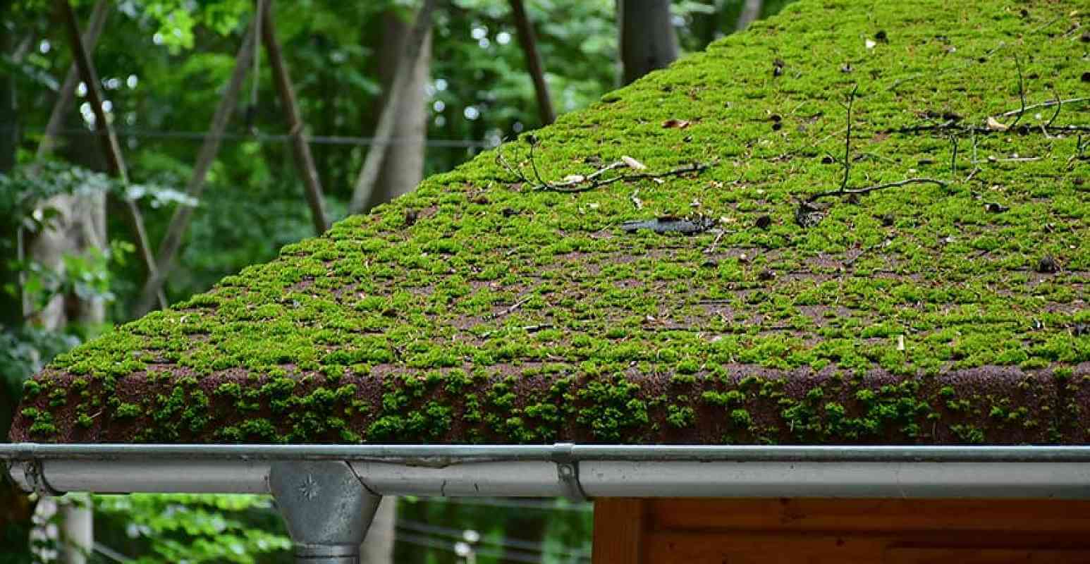 How to Remove Moss from Your Roof